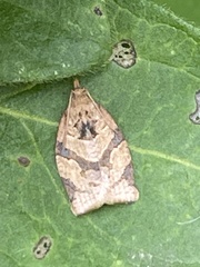 Adoxophyes honmai