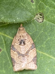 Adoxophyes honmai