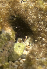 Echinometra oblonga image