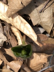 Trillium grandiflorum
