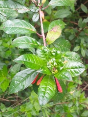 Fuchsia