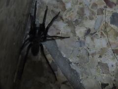 Pireneitega spinivulva