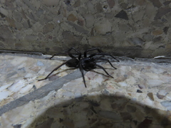 Pireneitega spinivulva