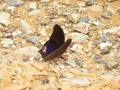 Terinos clarissa malayanus