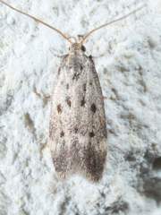 Neodactylota liguritrix