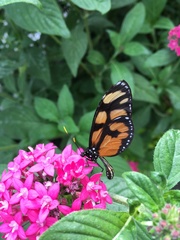 Thyridia psidii aedesia