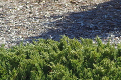 Zonotrichia leucophrys