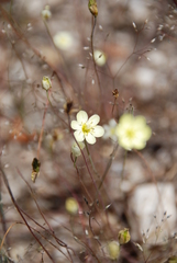 Hesperomecon linearis