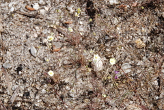 Hesperomecon linearis