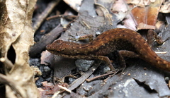 Saproscincus basiliscus