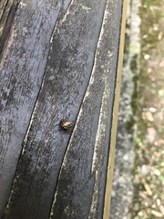 Alcimocoris japonensis