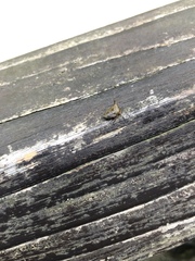 Alcimocoris japonensis