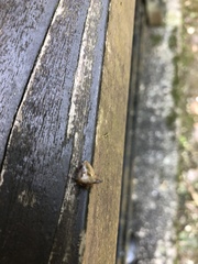 Alcimocoris japonensis