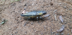 Cyphogastra farinosa