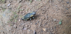 Cyphogastra farinosa