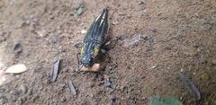 Cyphogastra farinosa