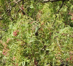 Cynanthus latirostris