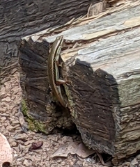 Eutropis longicaudata