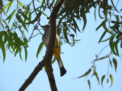 Ptiliogonys cinereus