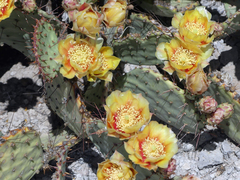 Opuntia azurea
