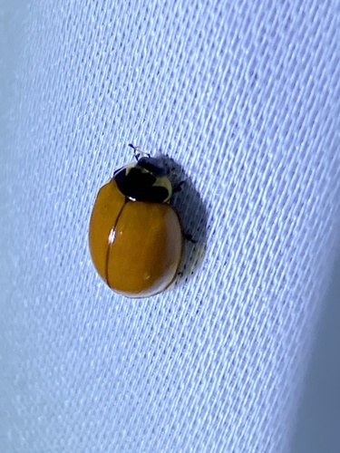 V-marked Lady Beetle photographed in Florida