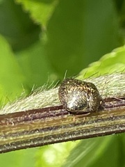 Megacopta punctatissima