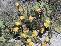 Opuntia azurea