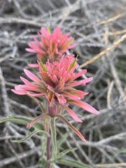 Castilleja angustifolia angustifolia