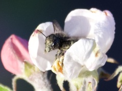 Osmia lignaria