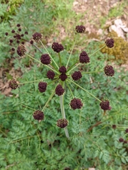 Lomatium dissectum dissectum