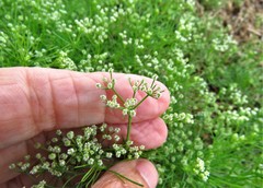 Spermolepis echinata