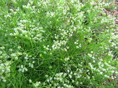 Spermolepis echinata