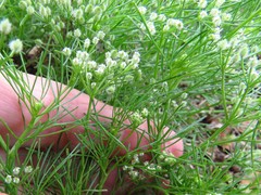 Spermolepis echinata