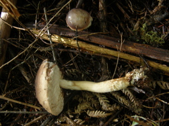 Fistulinella viscida