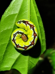 Chadisra bipars