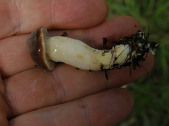 Fistulinella viscida