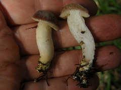 Fistulinella viscida