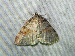 Plemyria georgii
