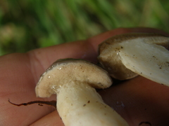 Fistulinella viscida