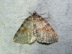 Plemyria georgii