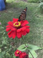 Danaus erippus