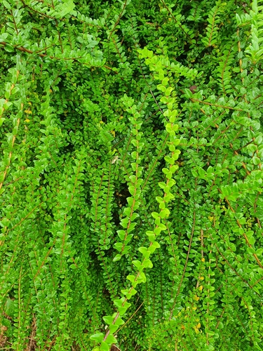 Lonicera ligustrina