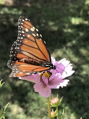 Danaus erippus