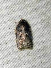 Acleris fuscana