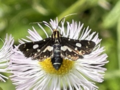 Thyris usitata