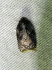 Acleris fuscana