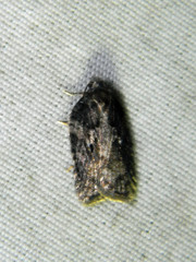 Acleris fuscana