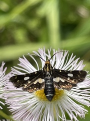 Thyris usitata