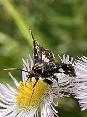 Thyris usitata
