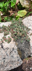 Euphorbia makinoi